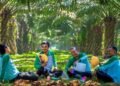 Harga Sawit Pasaman Barat Tembus Rp3.972/Kg, Ini Daftar Lengkap Harga TBS per 2 Agustus 2026