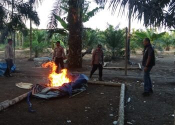 Polisi Bongkar Arena Sabung Ayam di Muara Sabak Timur, Cegah Lokasi Kembali Jadi Tempat Judi