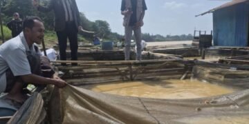 Ikan Keramba Berguguran, Puluhan Ton Mati: Sungai Batanghari dalam Ancaman